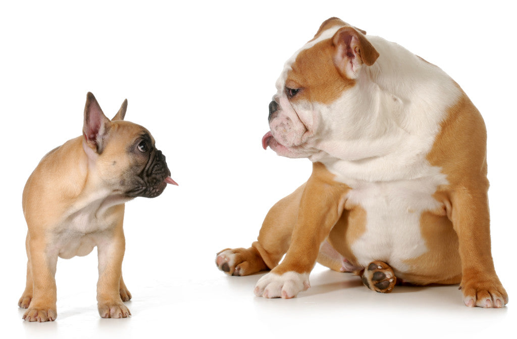 French or English Bulldog, Which One is Perfect for You?