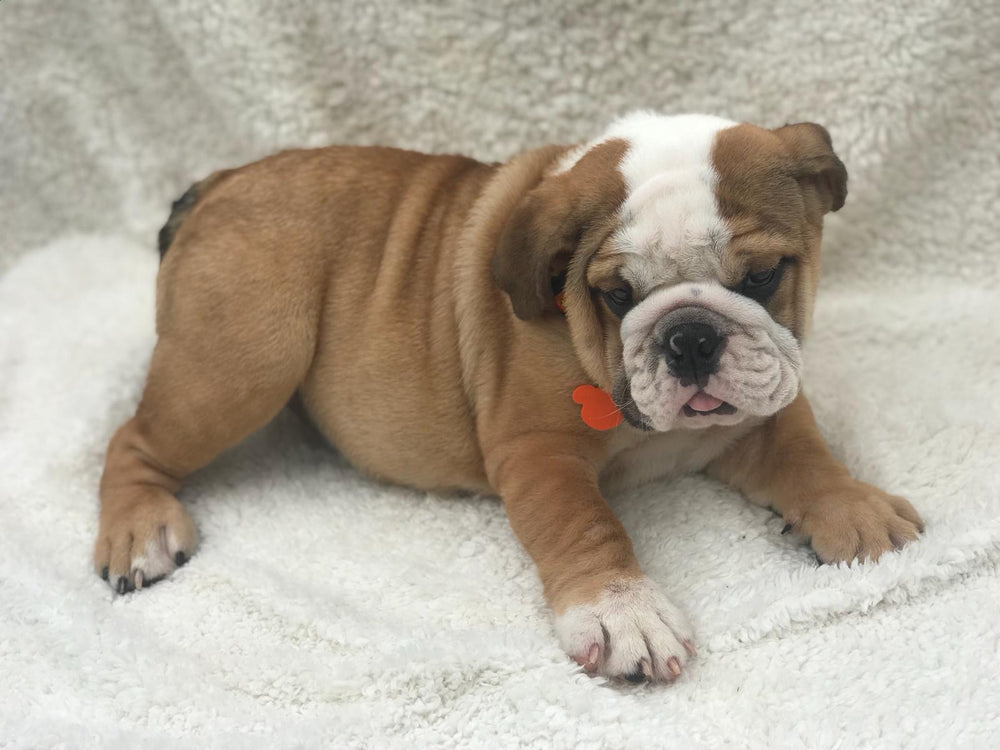 How to Choose the Right Bulldog Puppy for Your Family