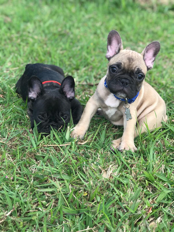 7 Thing You Need to Know When Taking Care of Your French Bulldog