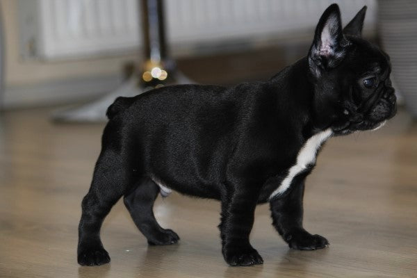 Why You Should Buy a French Bulldog