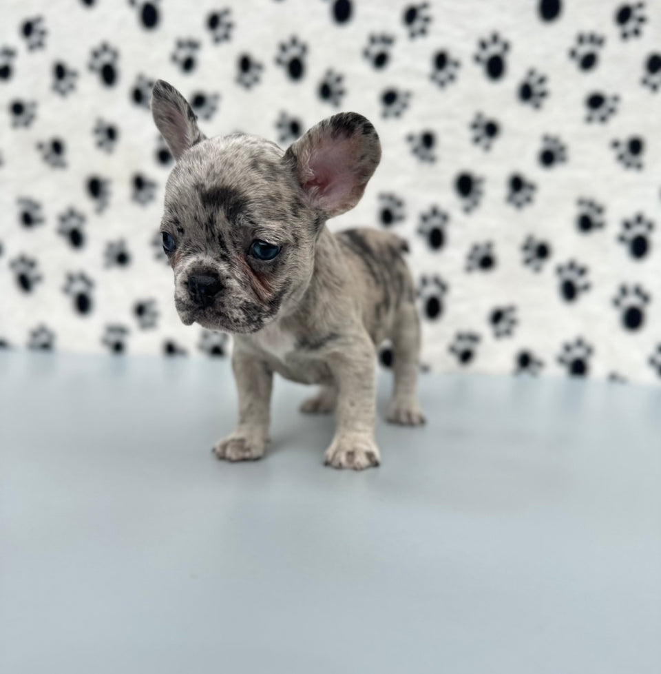 French Bulldog Puppies for Sale in Florida, Texas, Chicago & California ...