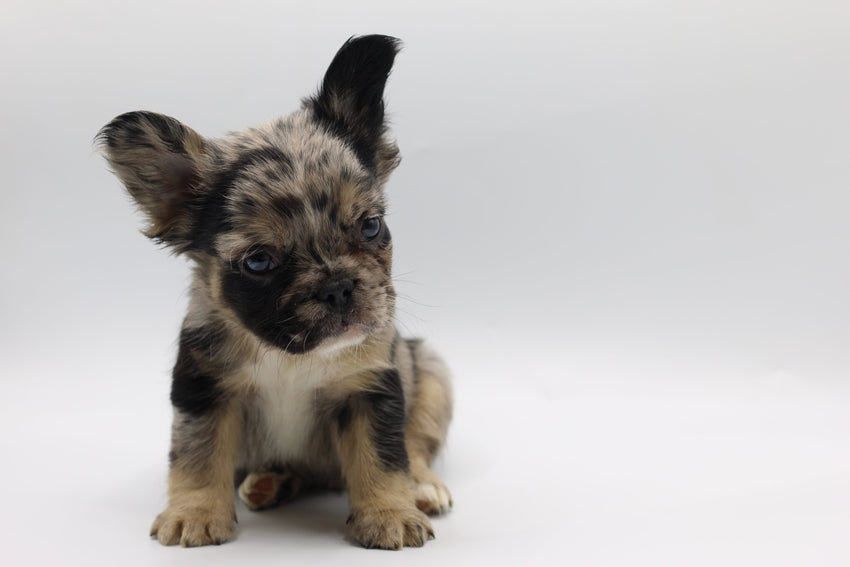 LOU BLACK MERLE & TAN FLUFFY (RESERVED)