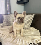 Milo (Fluffy)