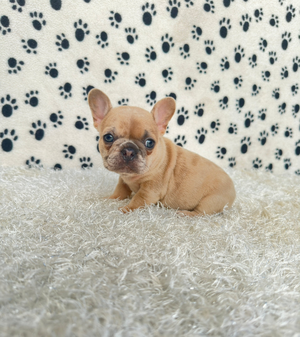 French Bulldog Puppies for Sale in Florida, Texas, Chicago & California ...