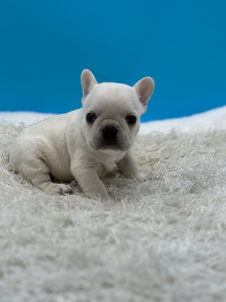 French Bulldog Puppies for Sale in Florida, Texas, Chicago & California ...