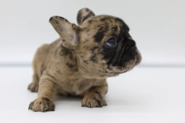 Mini Max