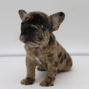 Mini Max