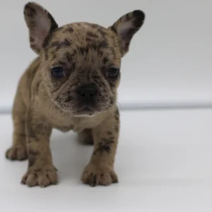 Molly